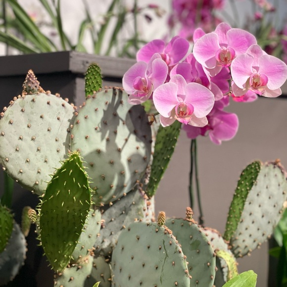 Meet your Posher, Lulu - Picture 1 of 1